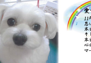 写真陶板制作例～ペット写真マルチーズ