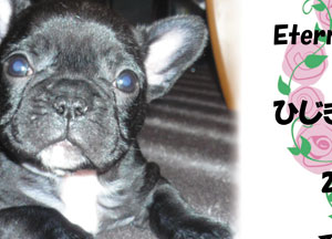 写真陶板制作例～ペット写真フレンチブルドッグ