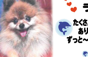 写真陶板制作例～ペット写真ポメラニアン