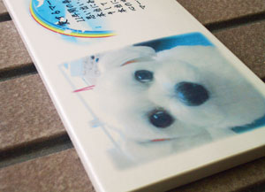 写真陶板制作例～ペット写真マルチーズ