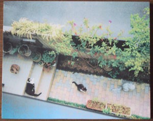 写真陶板制作例～猫たち