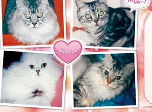 写真陶板制作例～ペット写真