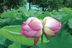 写真陶板制作例～双頭の蓮華