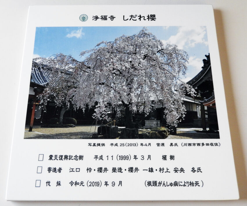 浄福寺 しだれ櫻